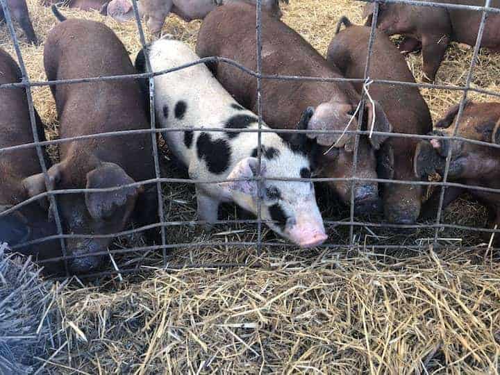 Where does food come from? Hogs on Kansas Farm