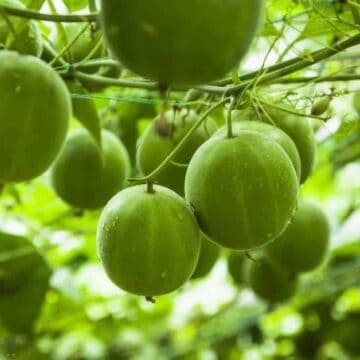 Personalized Weight Loss Service Programs Include: