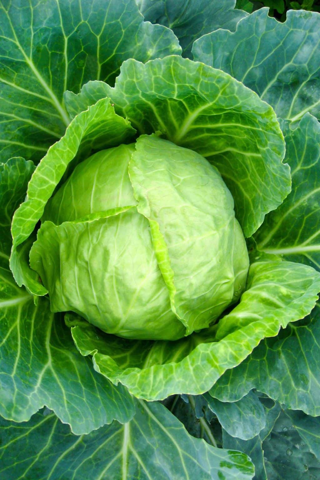 Is Cabbage Keto? Low Carb Yum