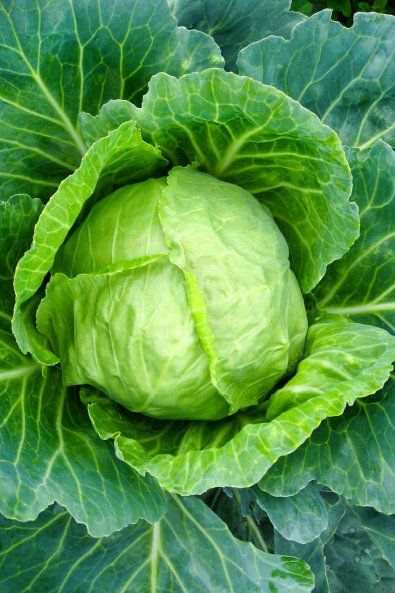 Is Cabbage Keto? Low Carb Yum