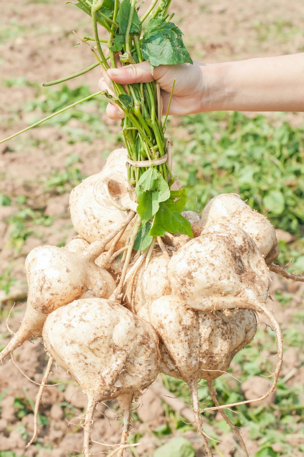 Is Jicama Keto? (+ LowCarb Recipes) Low Carb Yum