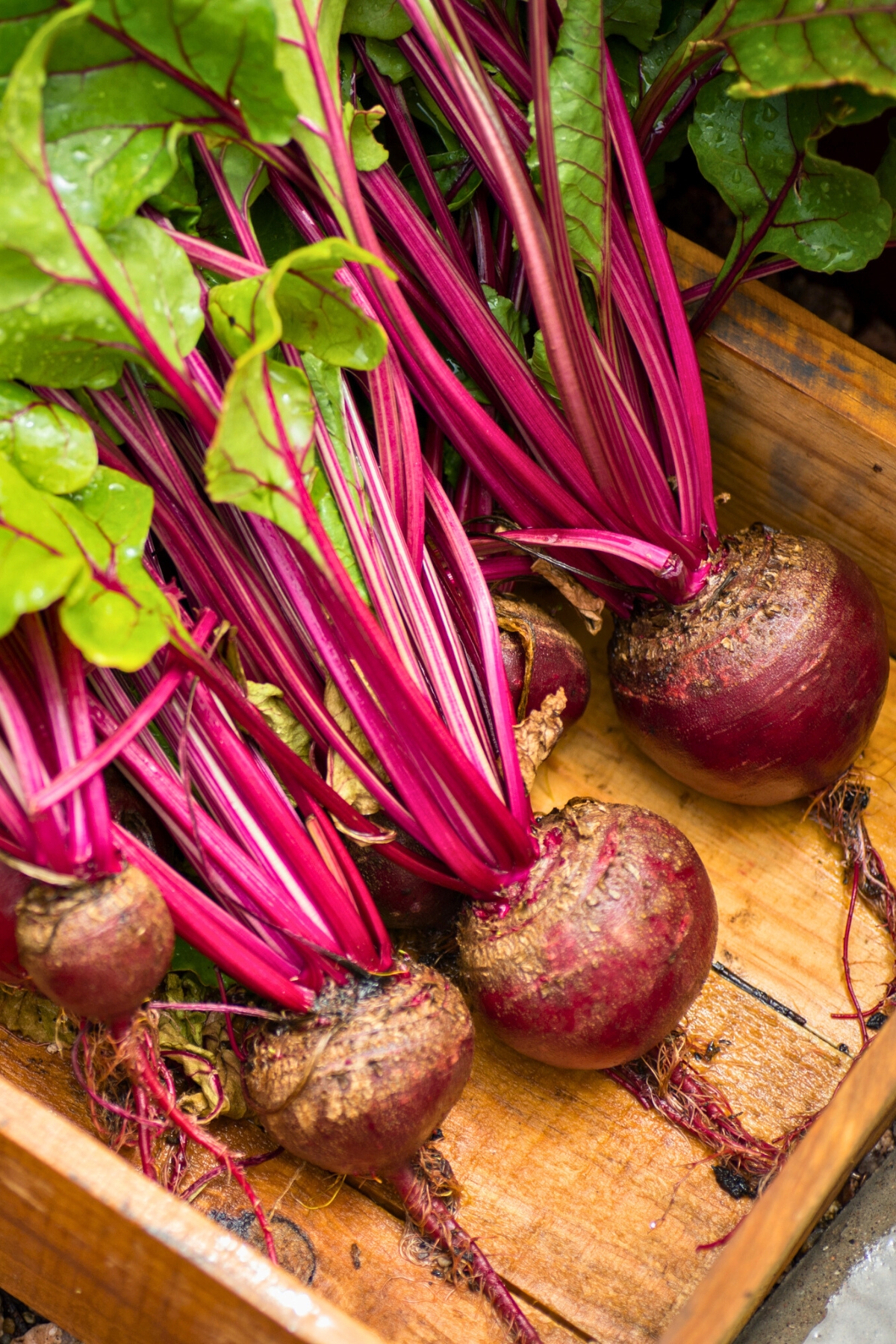 whole beets with root in a box 